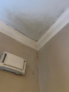 Close view of mould growth and staining at the upper wall/ceiling junction and corner.